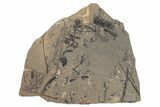 Conifer Fossil Plate - McAbee, BC #271387-1
